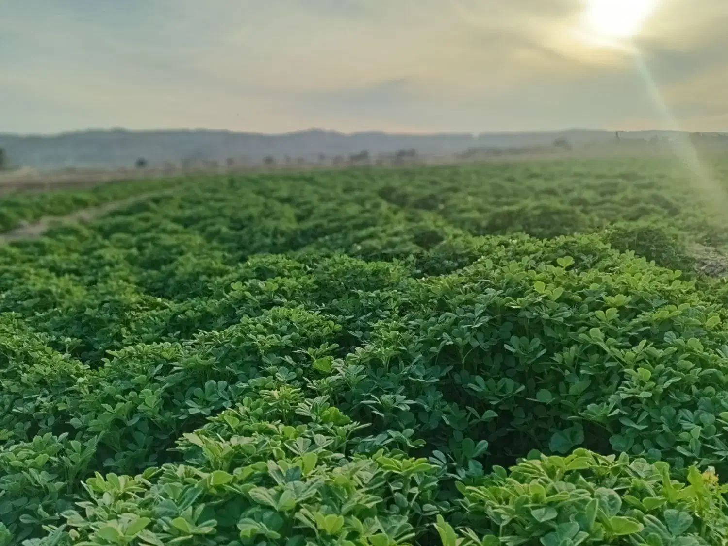 زمین باغچه|فروش دفتر صنعتی، کشاورزی، تجاری|قنوات, |دیوار