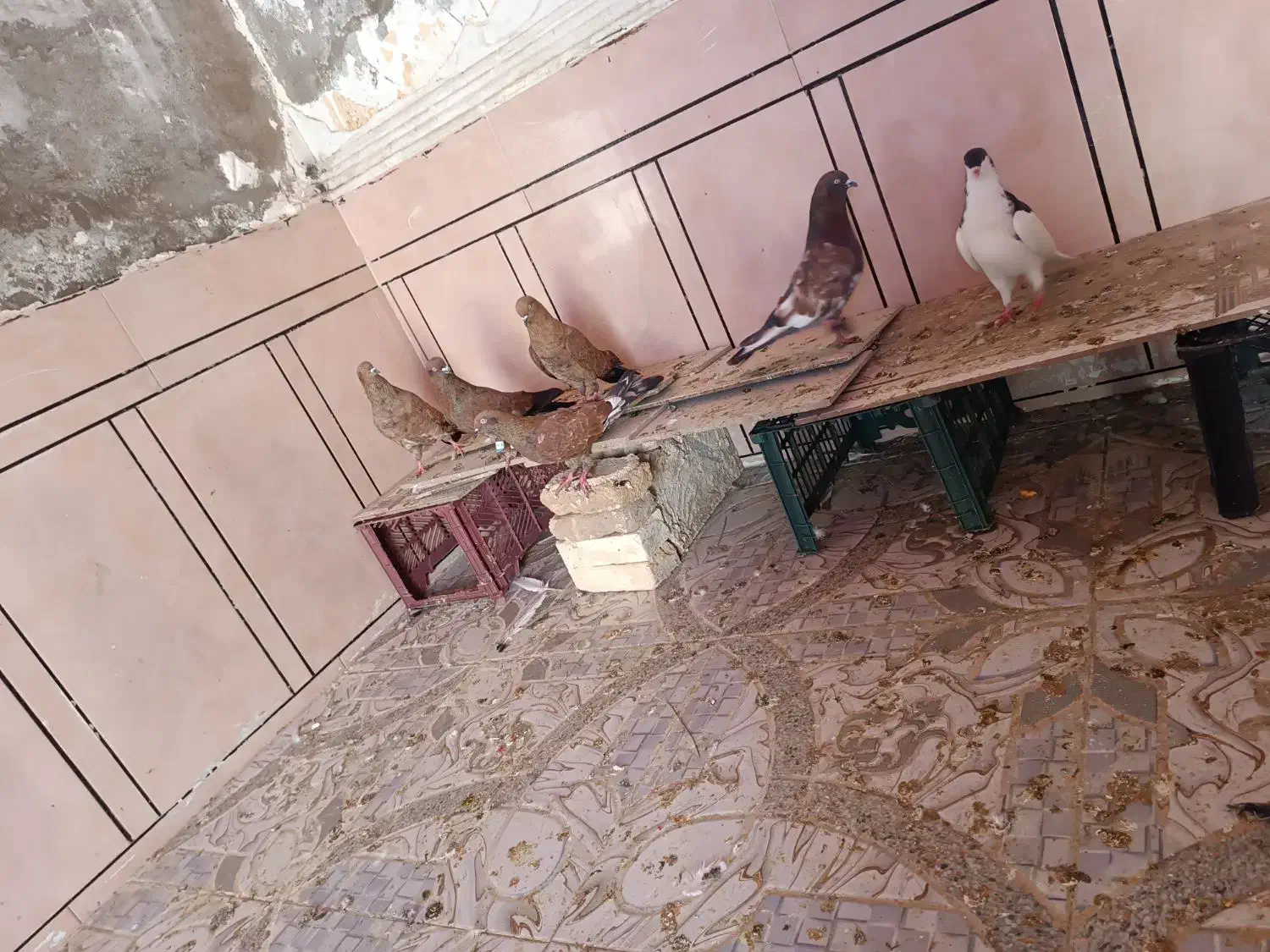 کبوتر|پرنده|سوسنگرد, |دیوار