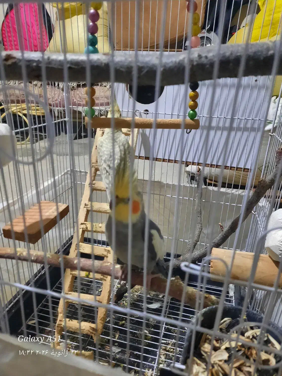 عروس هلندی|حیوانات|بهارستان, |دیوار