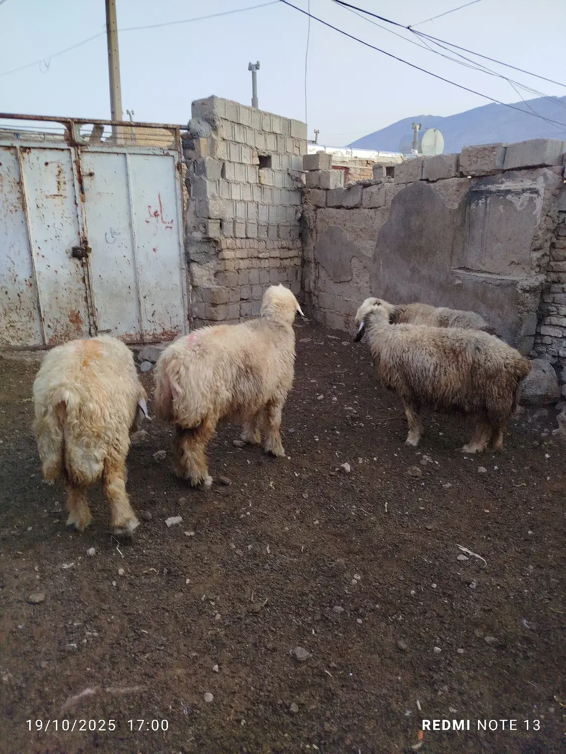 میش|حیوانات مزرعه|شیراز, شهرک کوشکک|دیوار