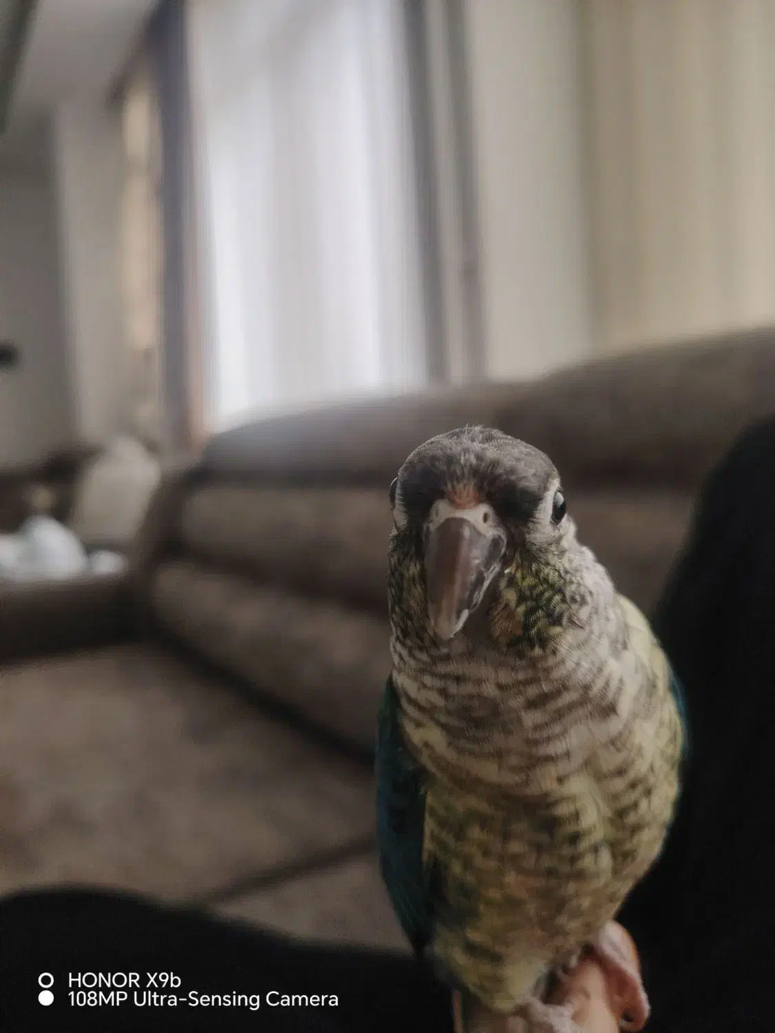 گمشده|حیوانات|مشهد, ایثار|دیوار