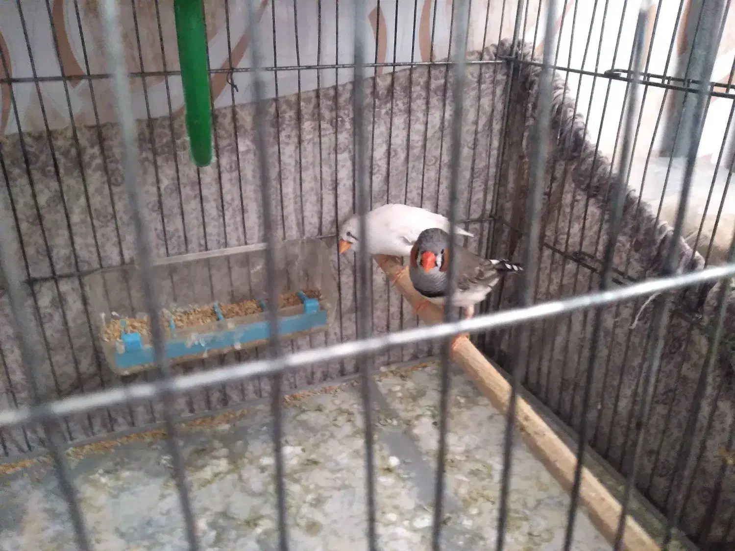 یک جفت پرنده ی فنج|پرنده|صحنه, |دیوار