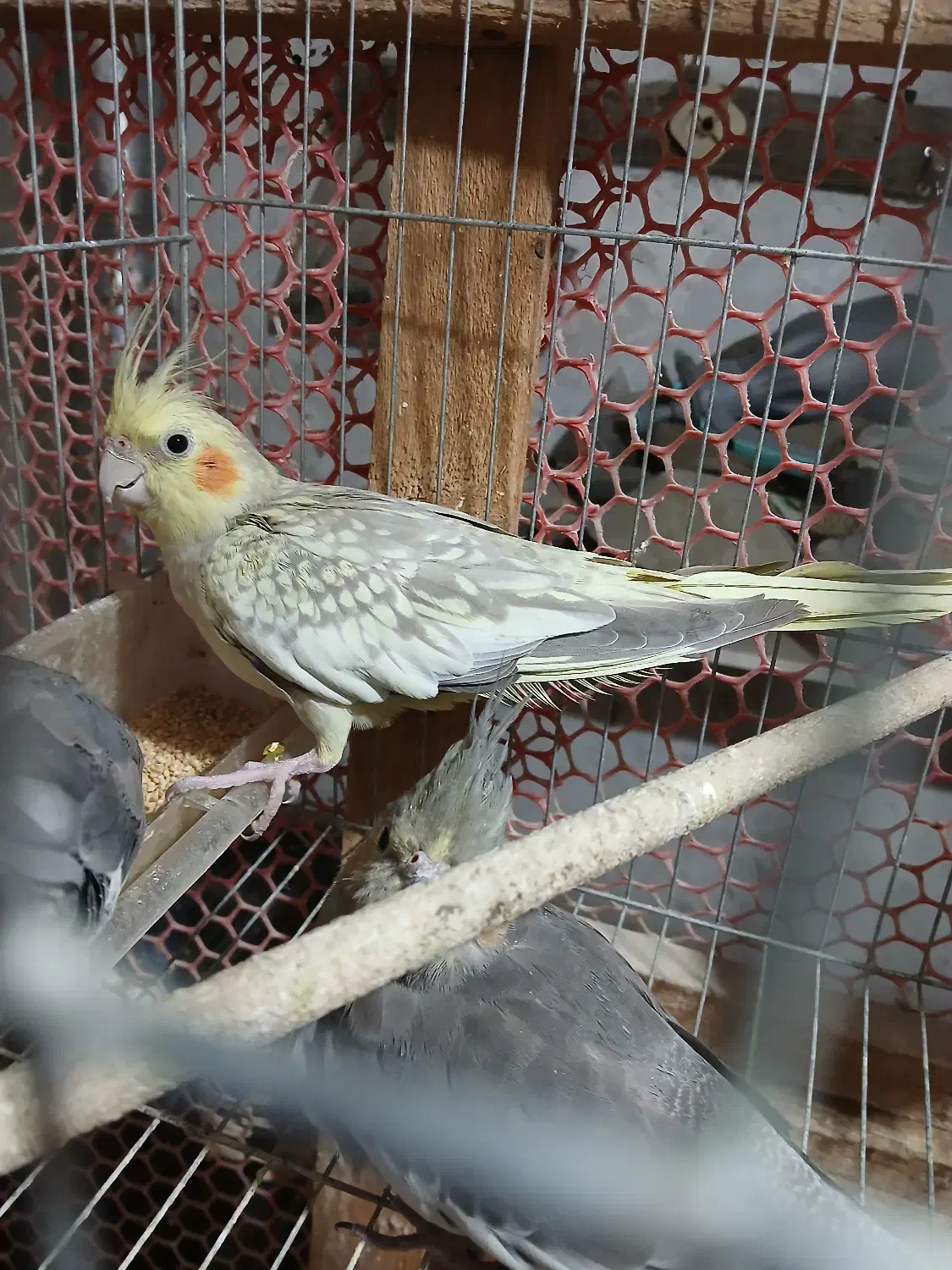 عروس هلندی رام وسخنگو مولد|پرنده|کلاچای, |دیوار