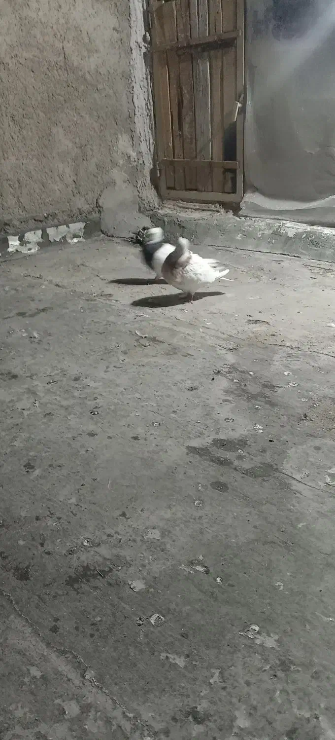 سلام یه جفت طوقی ن هفرنگ ماده زرد معاوضه باشازده|پرنده|نجفآباد, صالح آباد|دیوار