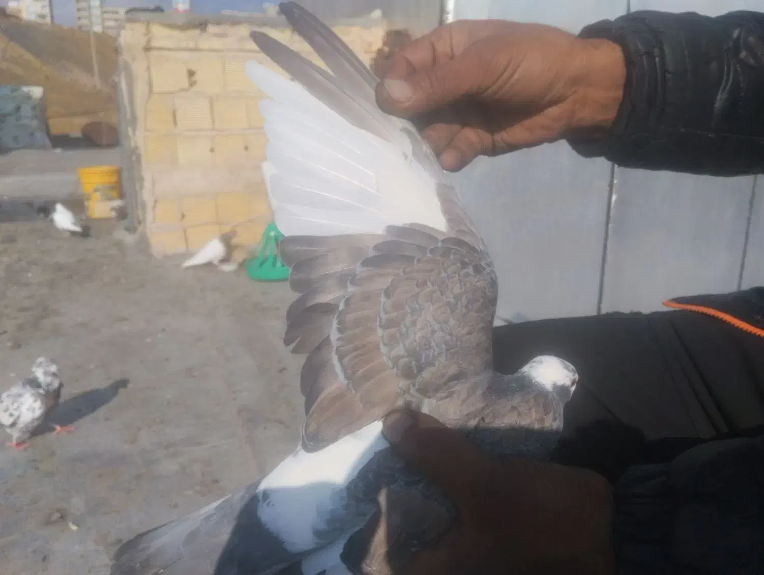 دو عدد دوکت نر|پرنده|سنندج, |دیوار