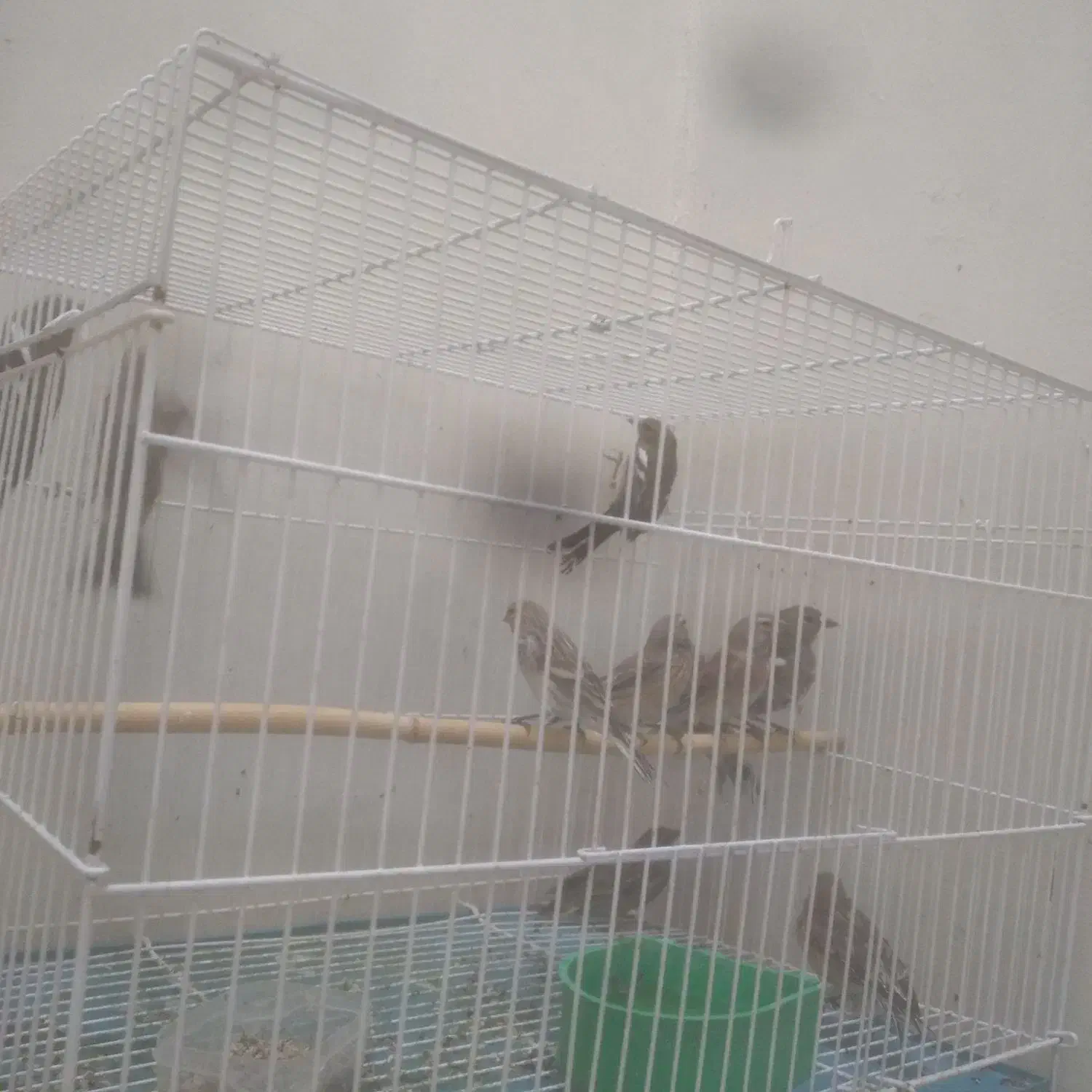 سره|پرنده|خمینی‌شهر, |دیوار