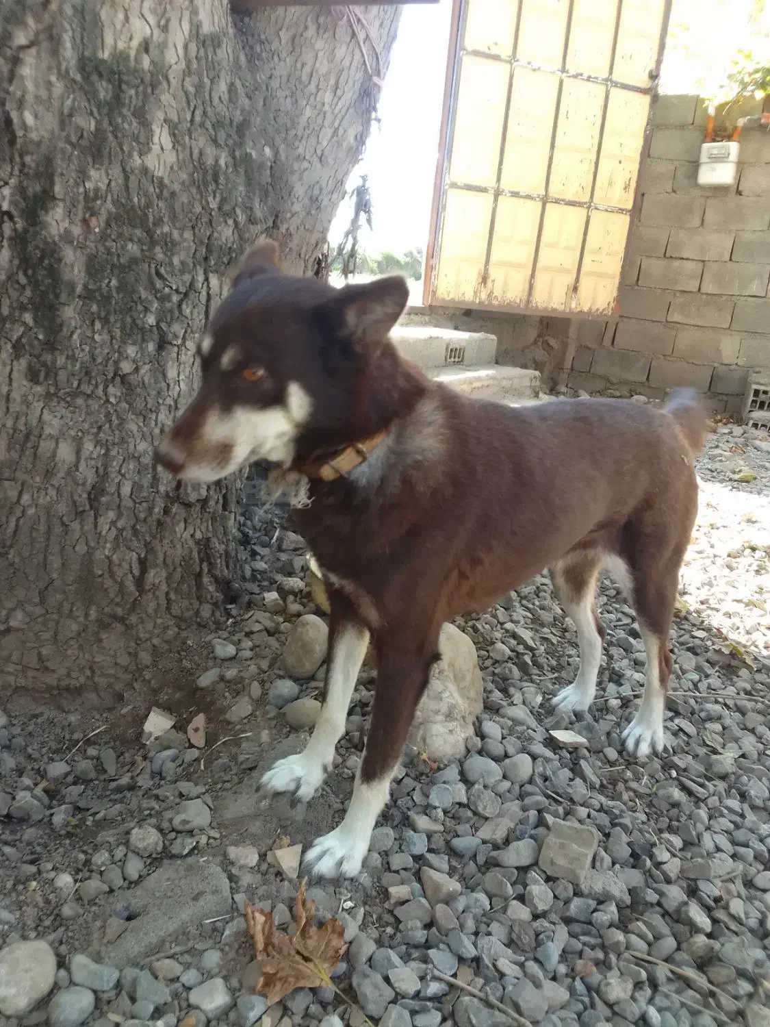 سگ پاکوتاه نگهبان|سگ|فاضل آباد, |دیوار