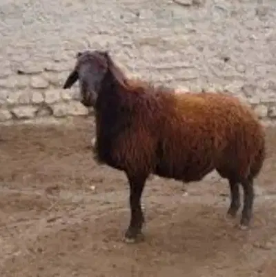 بره نر|حیوانات مزرعه|جوادآباد, |دیوار