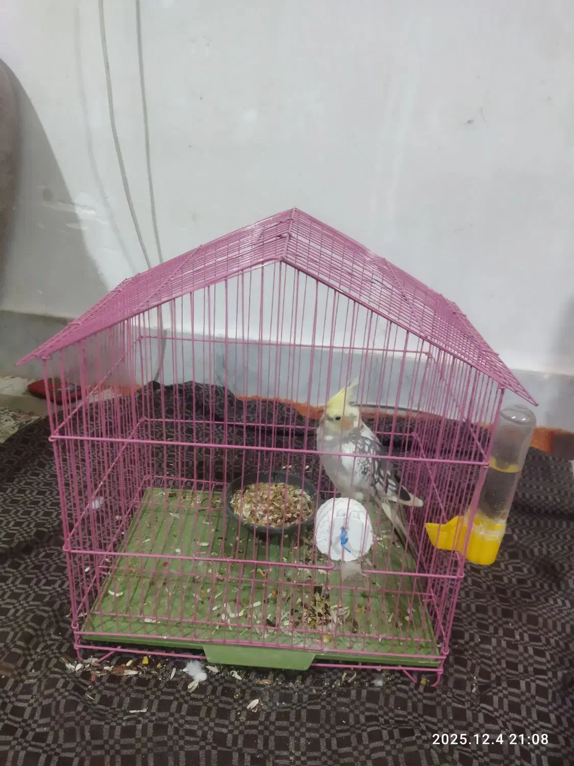 عروس هلندی ماده رقص می‌کنه با آهنگ دستی|پرنده|سبزوار, امام خمینی (ناوی)|دیوار