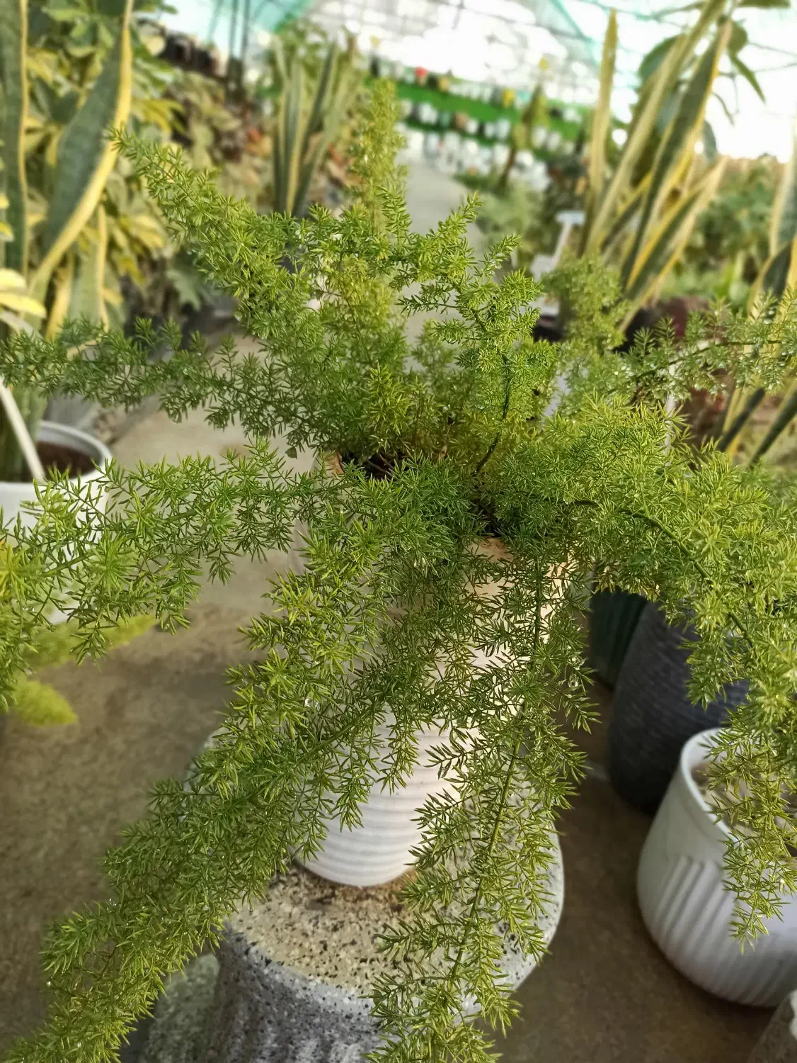 گیاه دم روباهی با گلدان|گل و گیاه طبیعی|خرم‌آباد, |دیوار