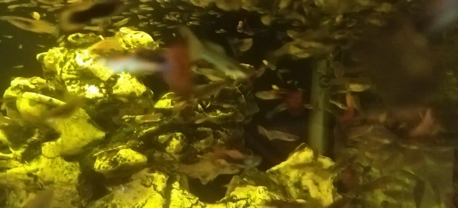 1100عدد ماهی گوپی|ماهی|شیراز, پودنک|دیوار