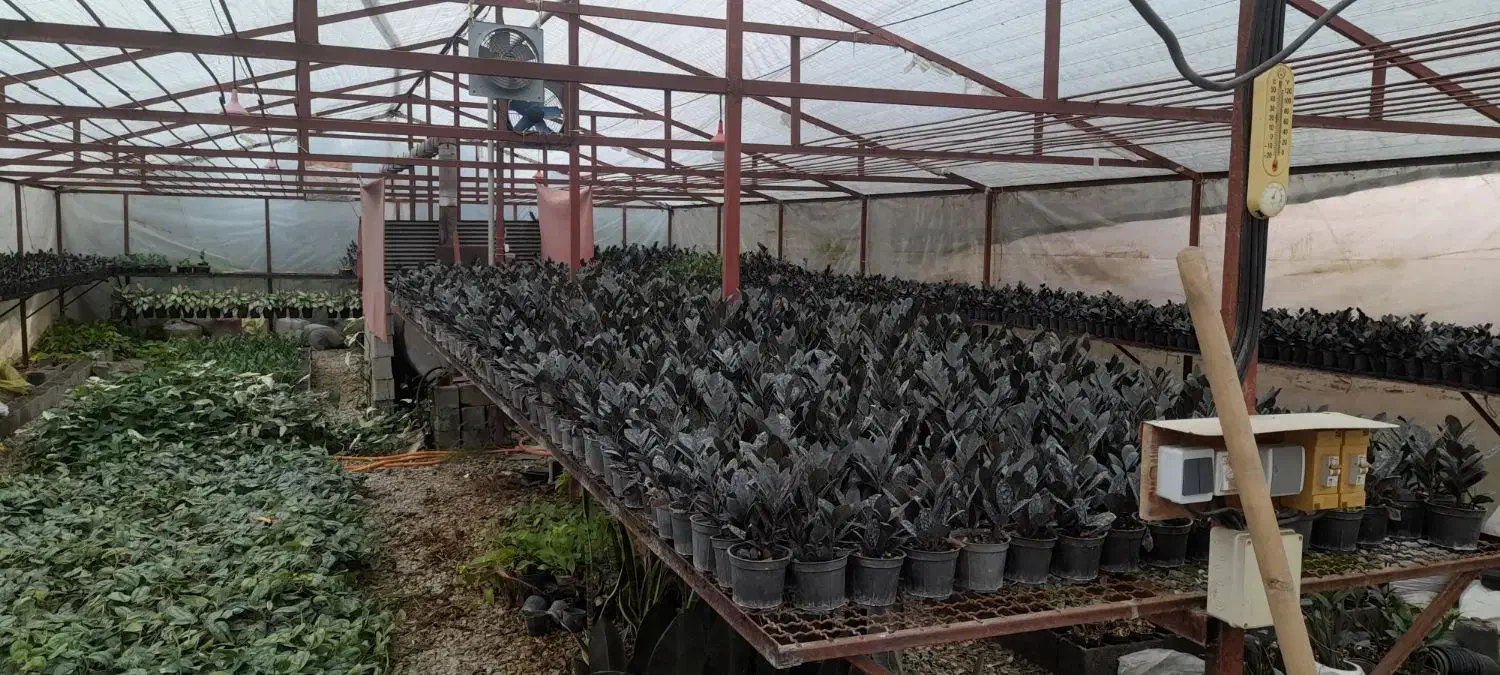 فروش انواع گلهای آپارتمانی|گل و گیاه طبیعی|گتاب, |دیوار