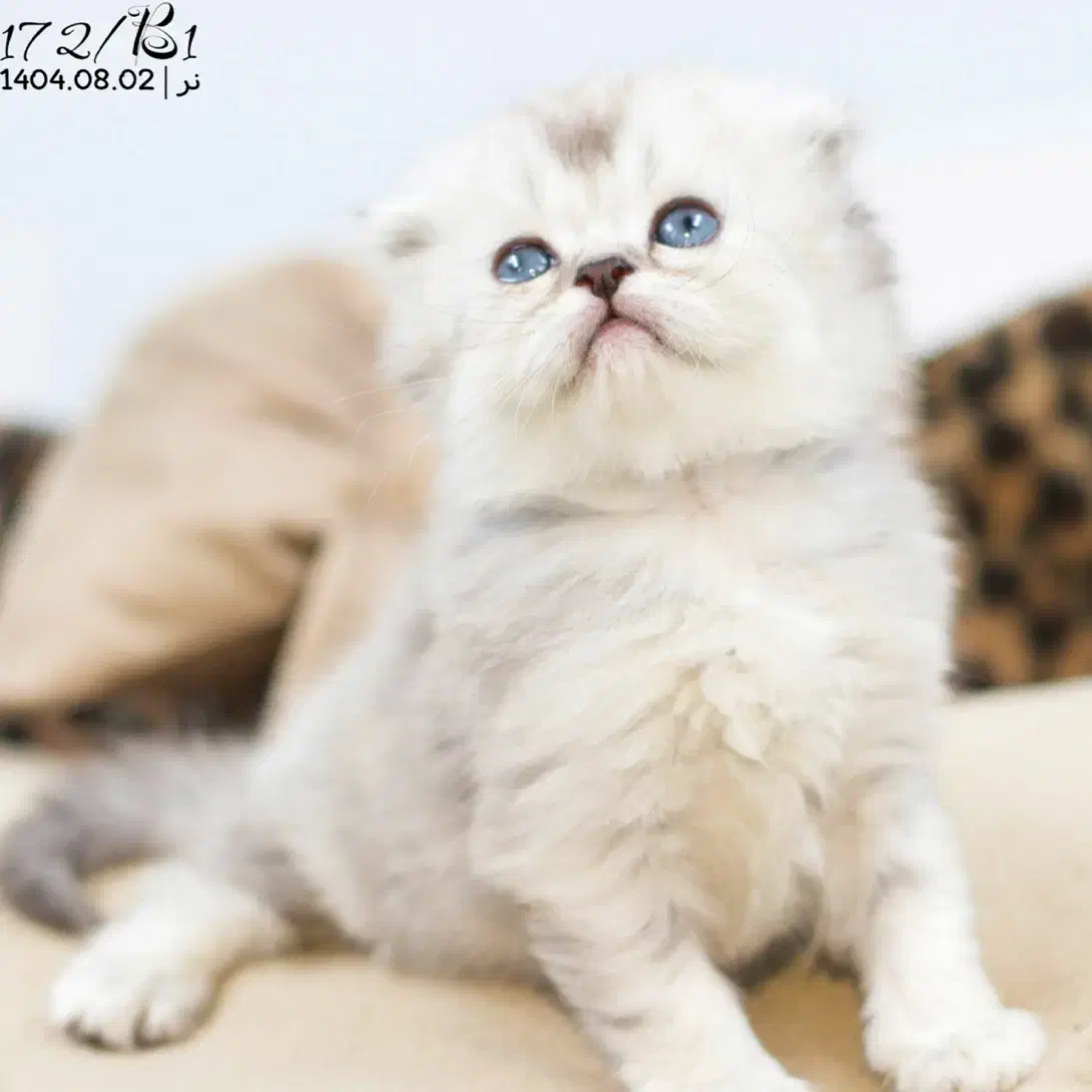 گربه اسکاتیش بریتیش پرشین|گربه|تبریز, |دیوار