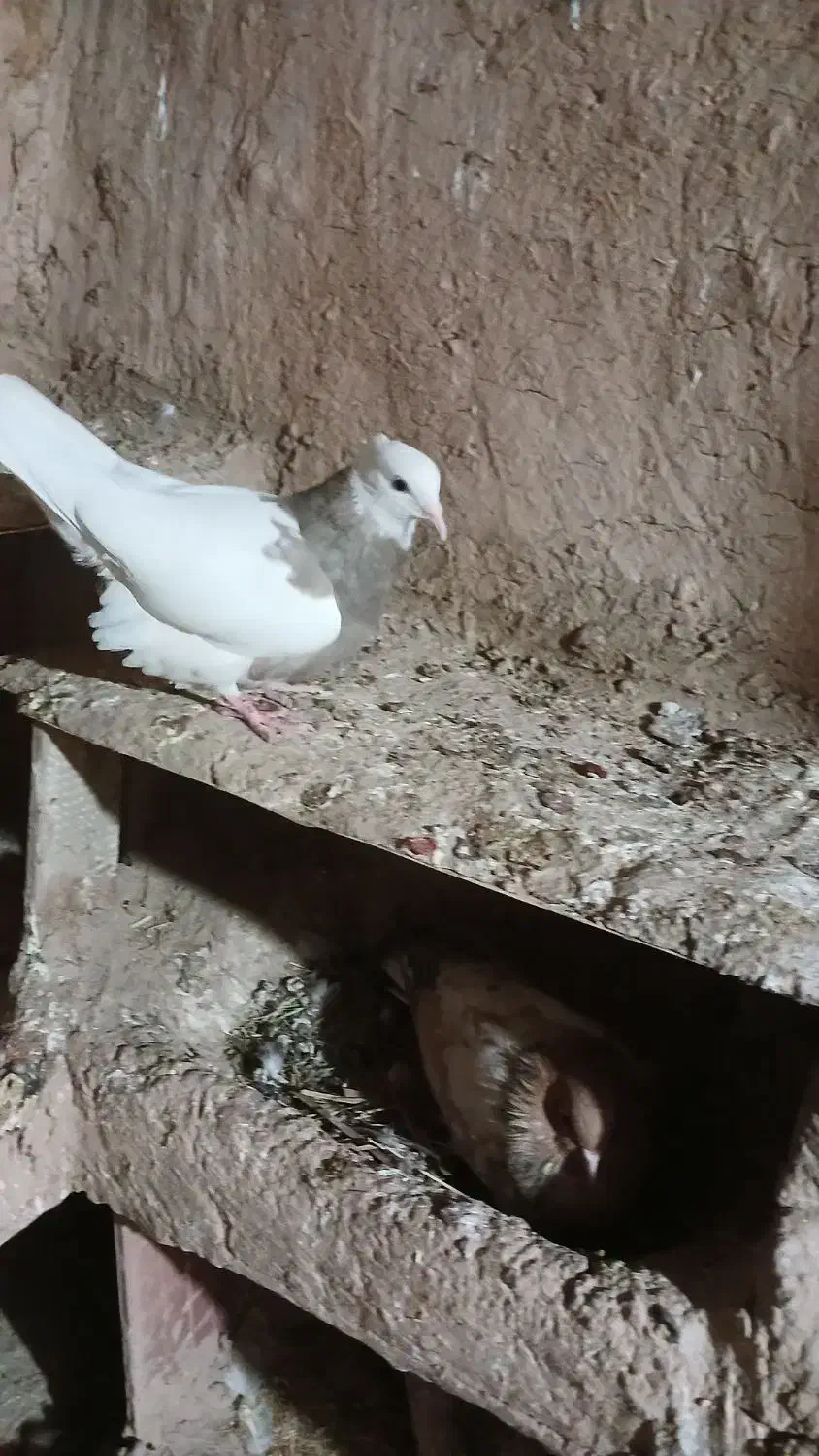 طوقی ماده|پرنده|امیدیه, |دیوار