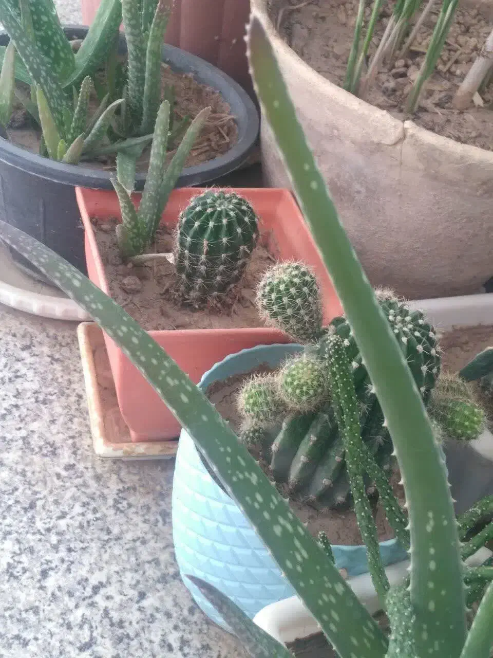 تعدادی گلدان زیبا فقط دانه ای ۶۰هزارتومان|گل و گیاه طبیعی|سمنان, |دیوار