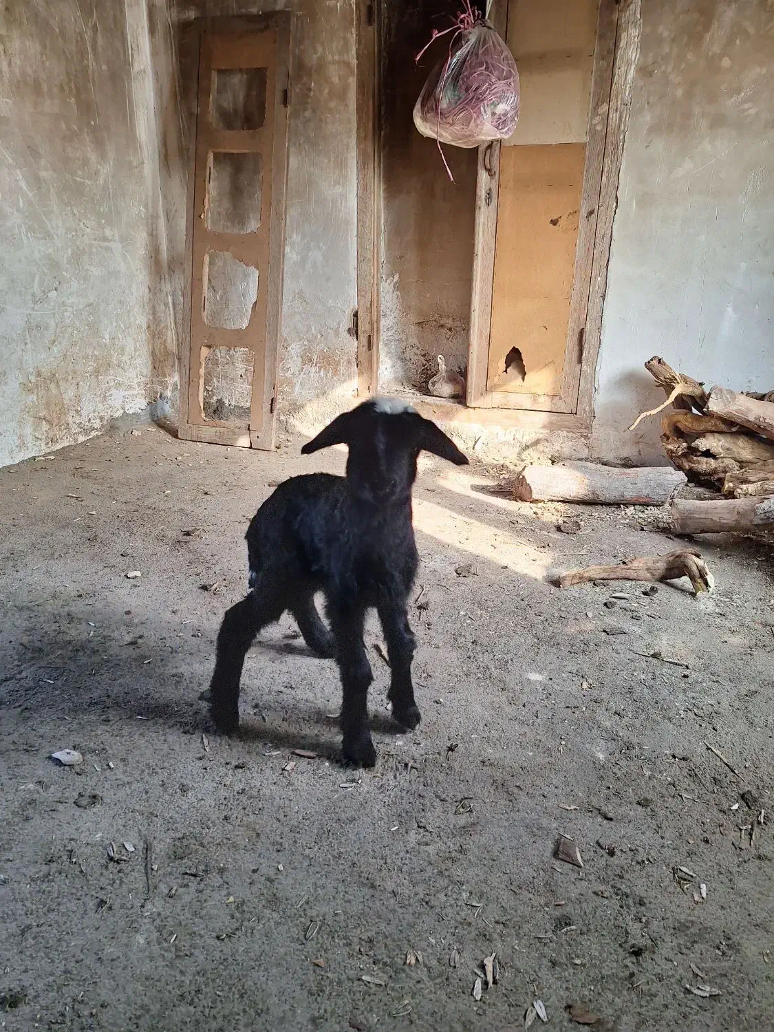 بره شیری ماده|حیوانات مزرعه|گرگان, |دیوار