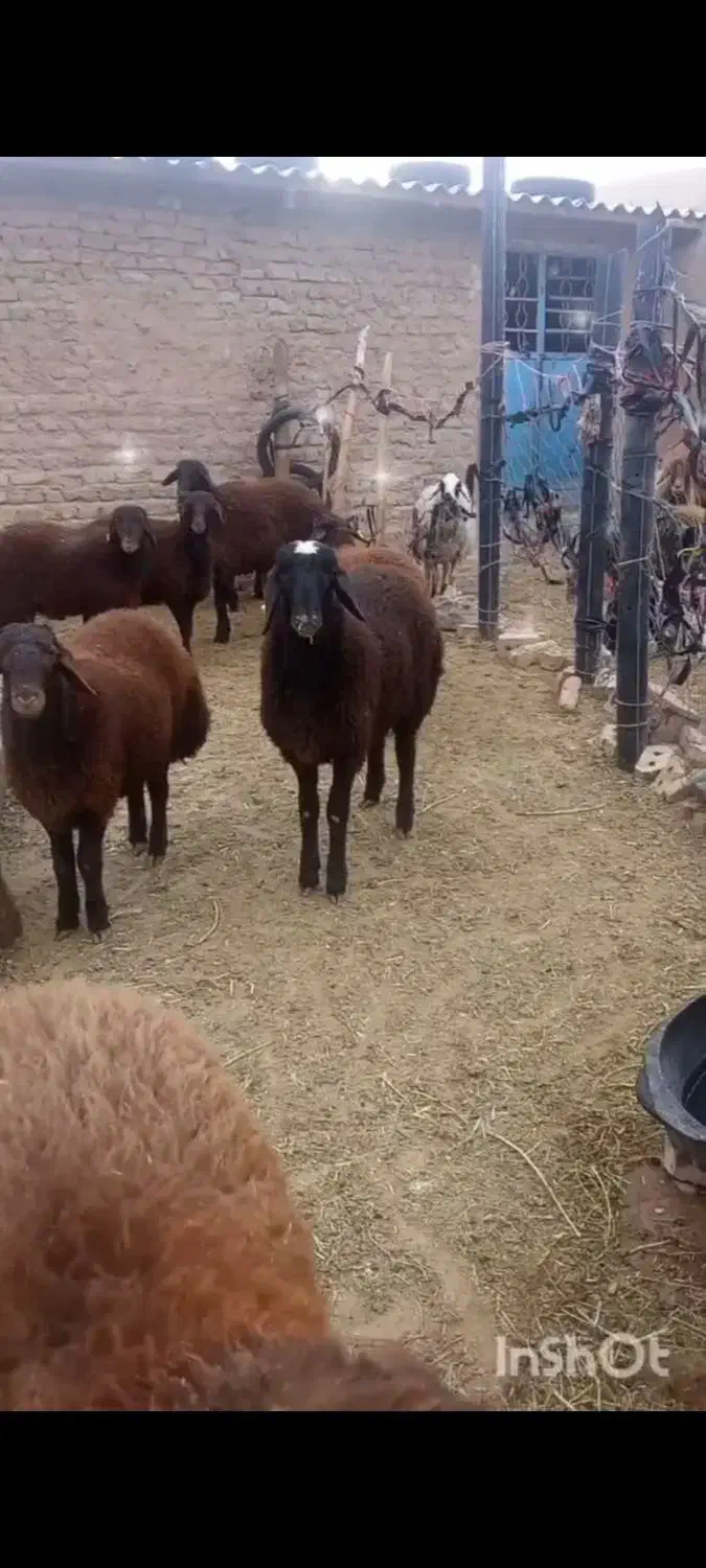 بره قوچی همو و هترو نژاد دار|حیوانات مزرعه|تایباد, |دیوار