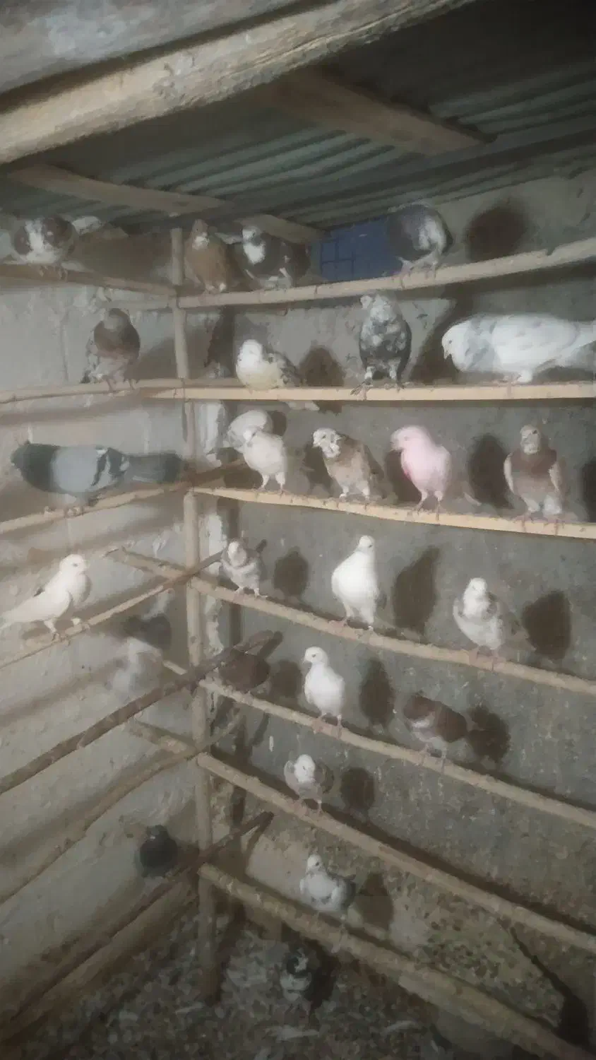 کبوتر همه خال|پرنده|نهاوند, |دیوار