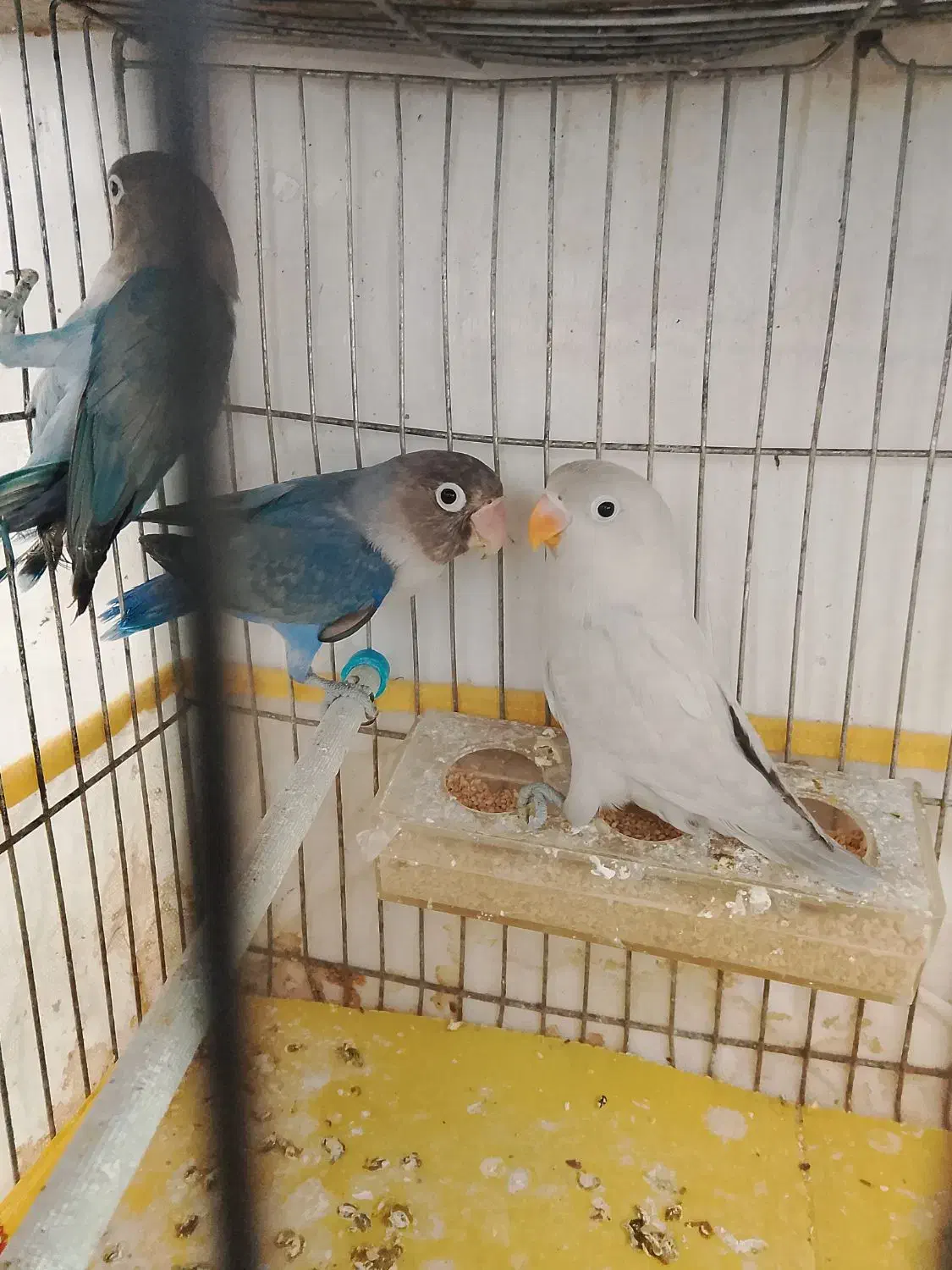 کوتوله|پرنده|سمیرم, |دیوار