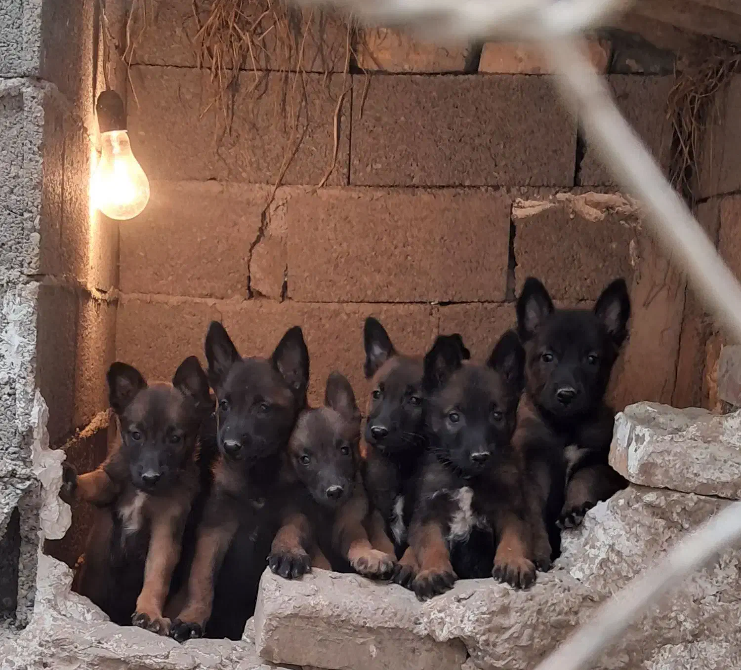 توله های مالینویز دو ماهه سگ گارد مخصوص نگهبانی|سگ|سنگر, |دیوار