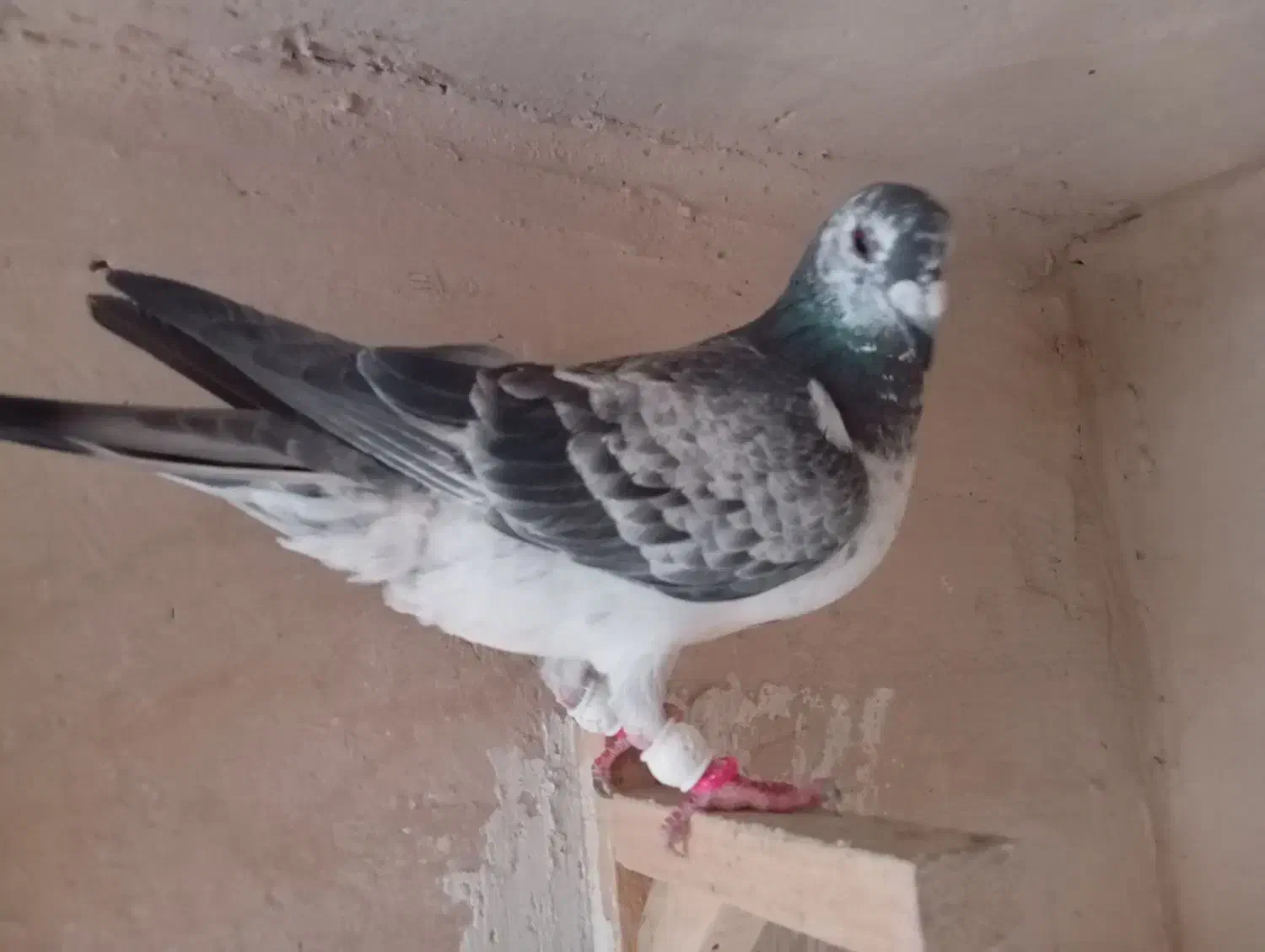 کفتر پلاکی|پرنده|شیراز, کوشک میدان|دیوار