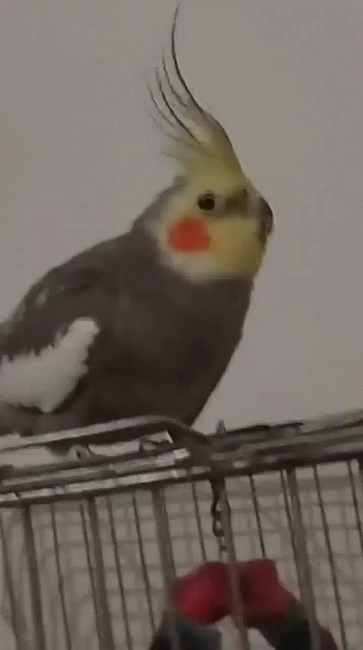 گمشده|حیوانات|بندرعباس, |دیوار