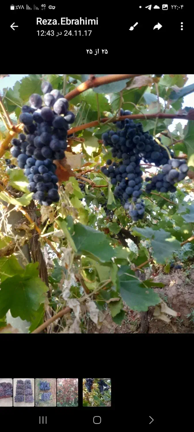 باغ انگوری|فروش دفتر صنعتی، کشاورزی، تجاری|شاهرود, |دیوار