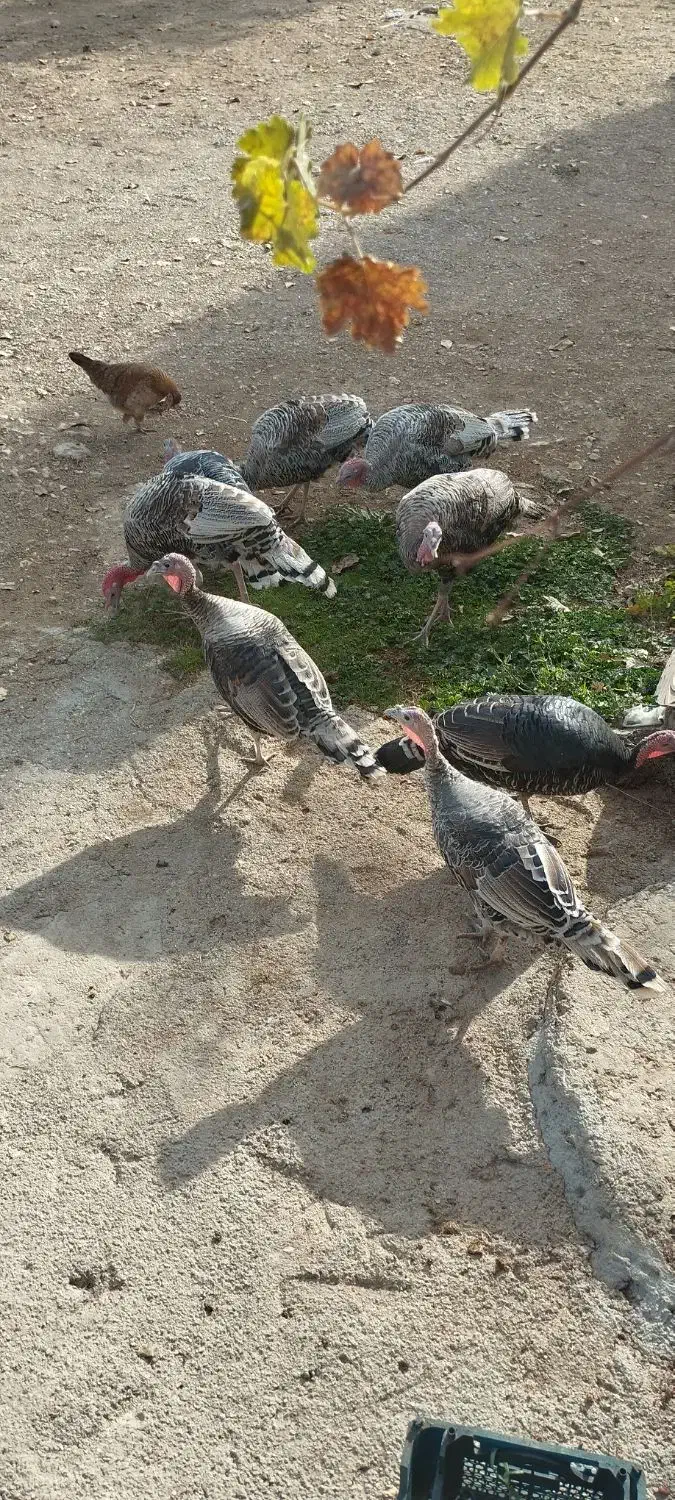 بوقلمون|حیوانات مزرعه|یاسوج, |دیوار