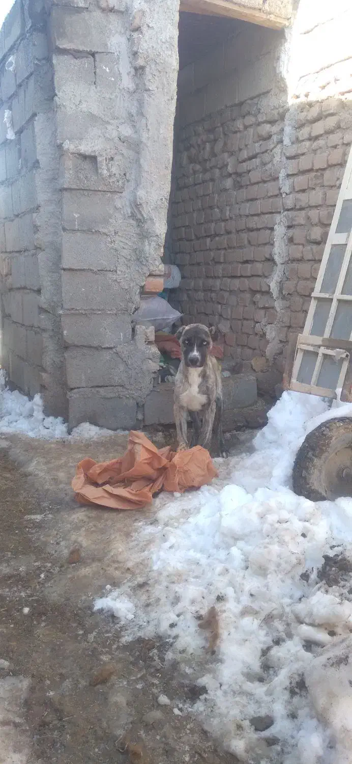 کوچک سگ|سگ|فریمان, |دیوار