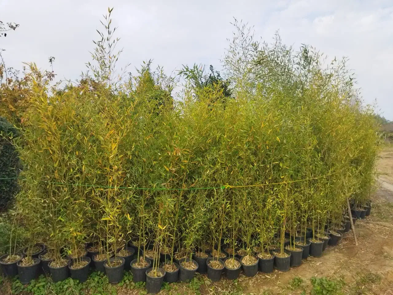 نی خیزران.خیزران|گل و گیاه طبیعی|کلاچای, |دیوار