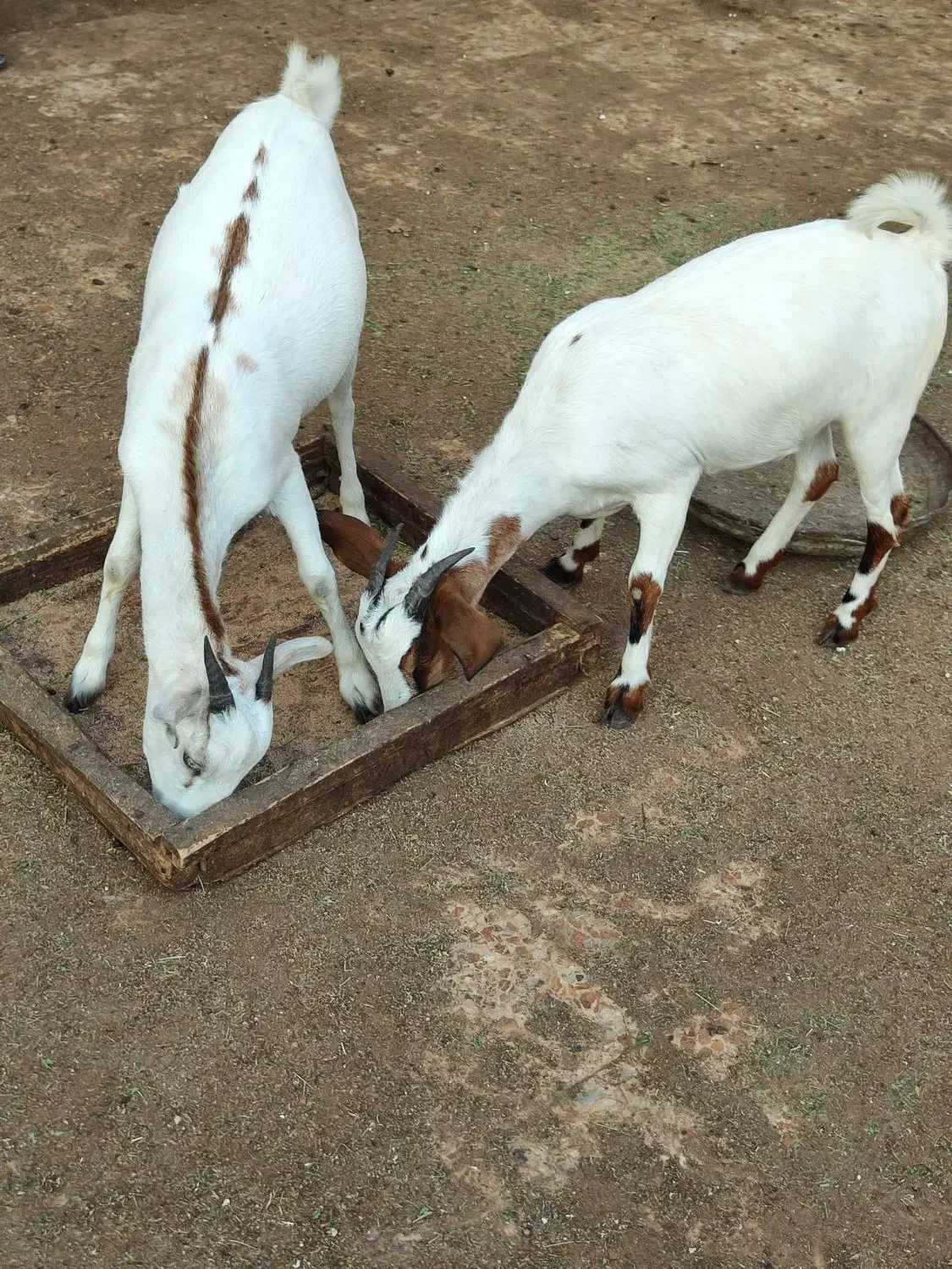 کهره نر و کهره و بر ماده ها فروشی|حیوانات مزرعه|بندرلنگه, |دیوار