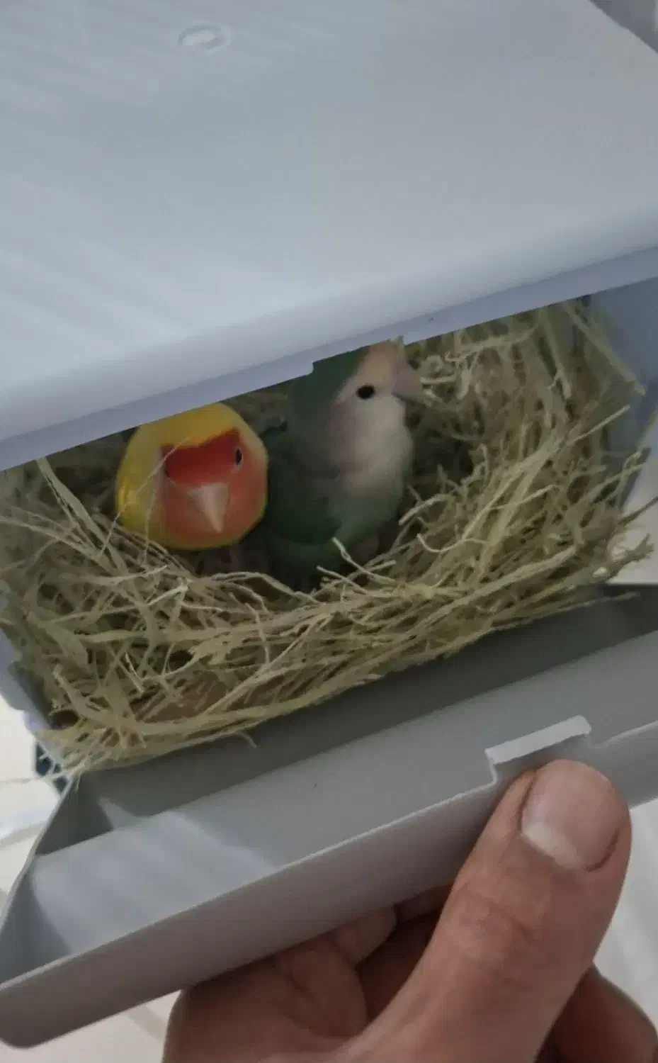 طوطی برزیلی|پرنده|کرمانشاه, |دیوار