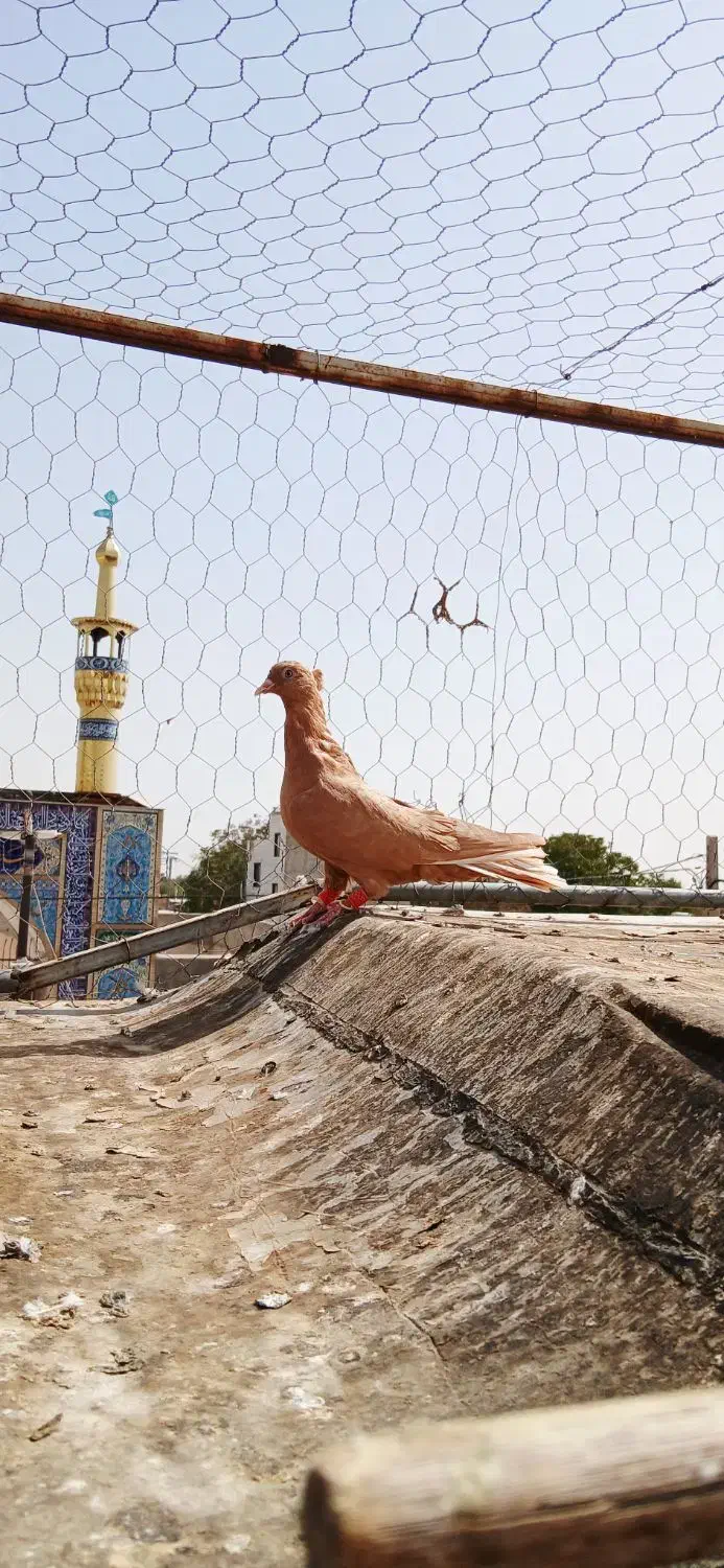دومسفید نروماده زرد جفت موقلف|پرنده|الوند, |دیوار