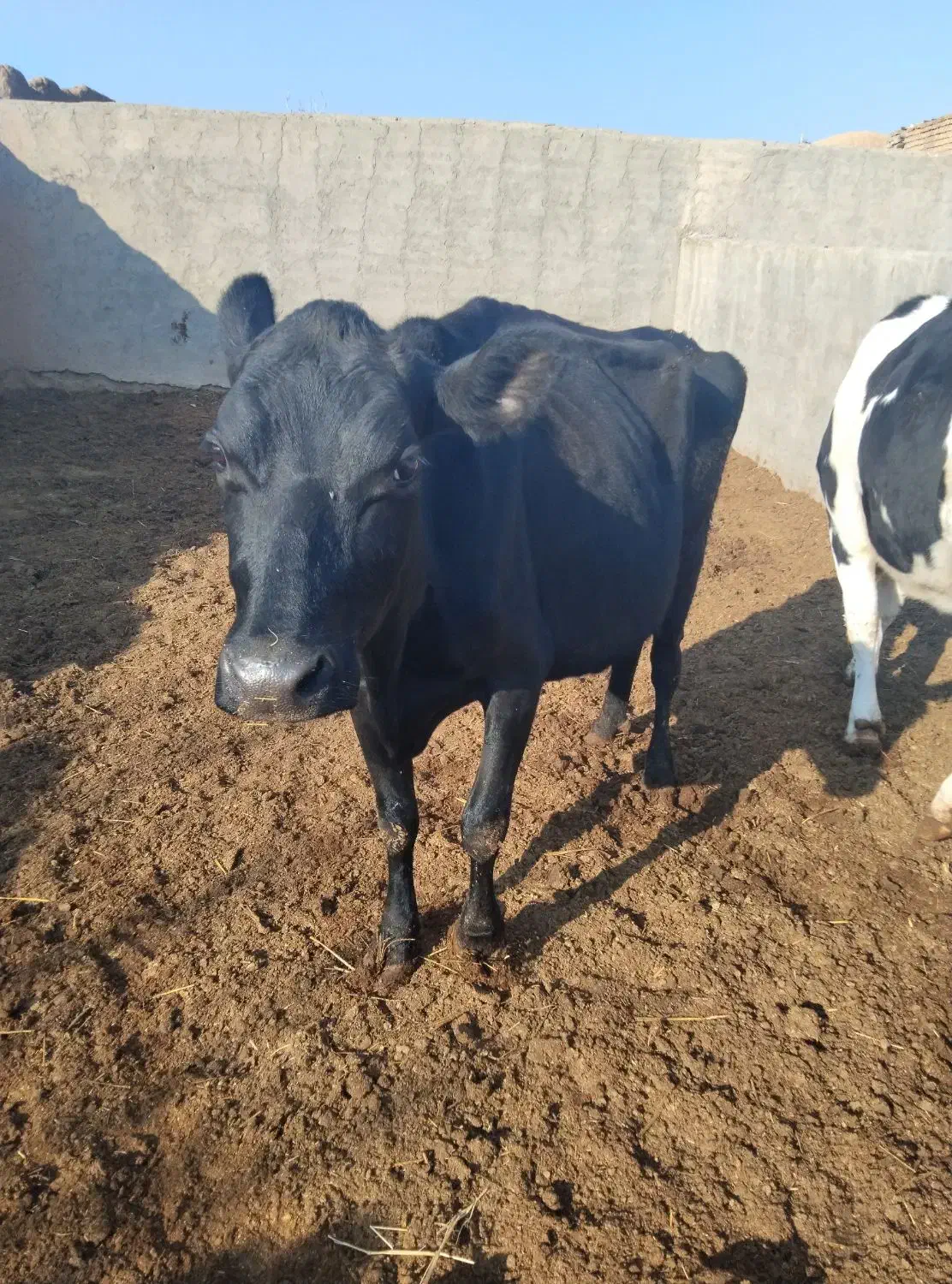 دوراس تلیسه|حیوانات مزرعه|ششطراز, |دیوار