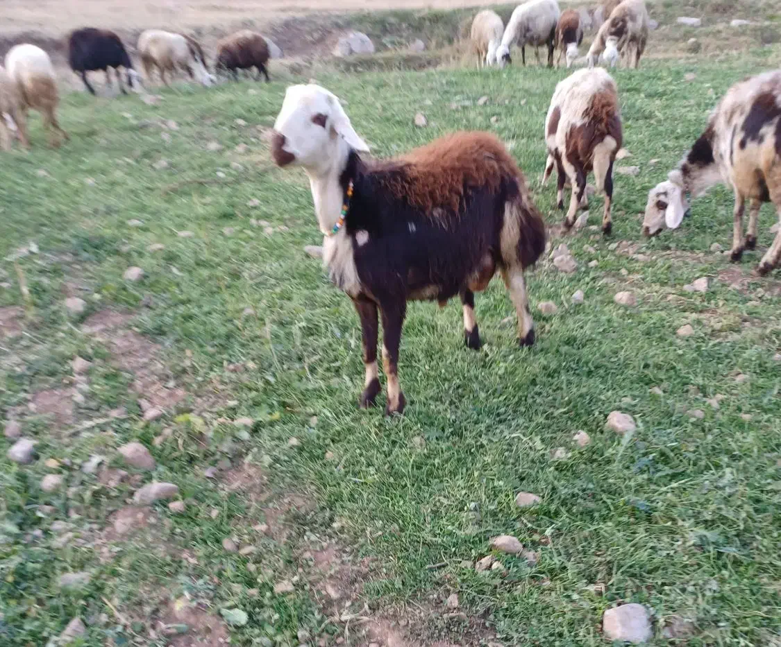 برقوچ ۸ماهه کله عروس|حیوانات مزرعه|بروجرد, |دیوار