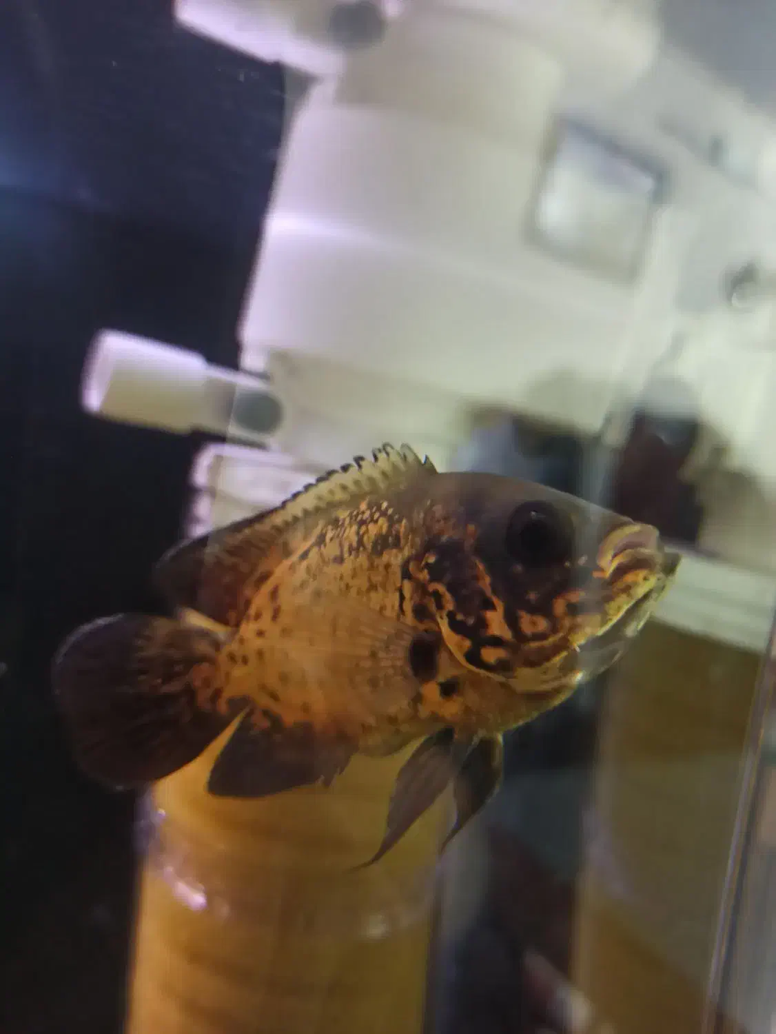 ماهی اسکار مسی|ماهی|فردیس, شهرک هفده شهریور|دیوار