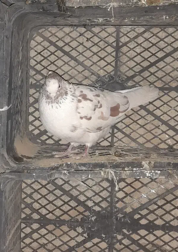 کبوتر|پرنده|تویسرکان, |دیوار