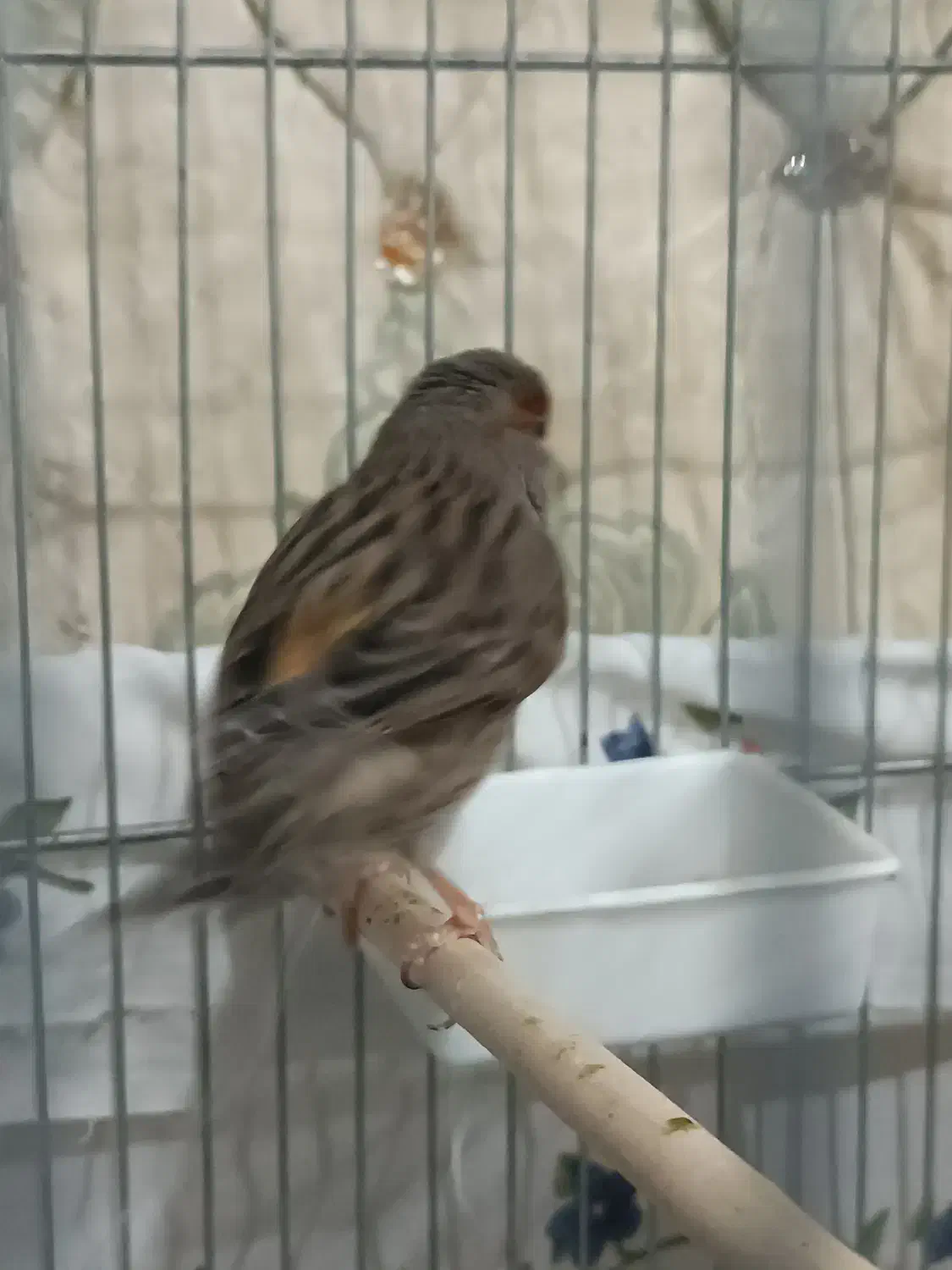 یک عدد قناری ماده کاملا آماده جفت لونه گرم میکنه|پرنده|مریوان, |دیوار