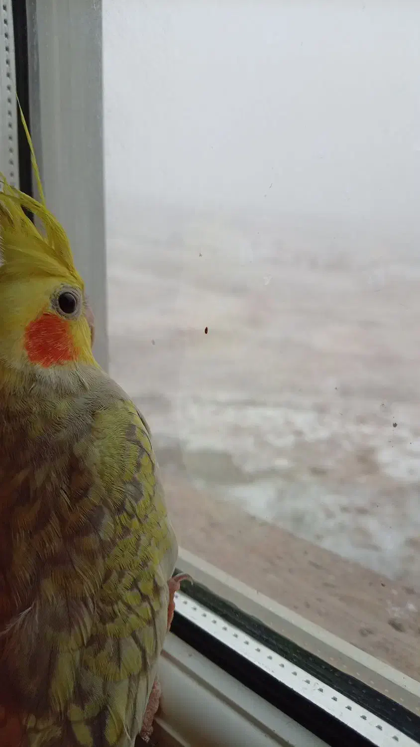 دو عدد عروس هلندی|پرنده|خوانسار, |دیوار