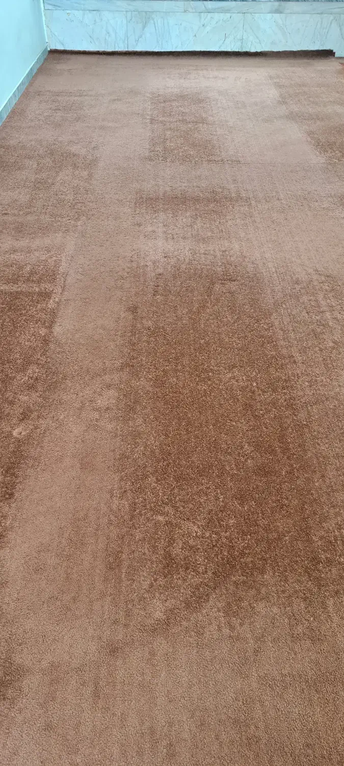 پالاز موکت|موکت|کنگاور, |دیوار