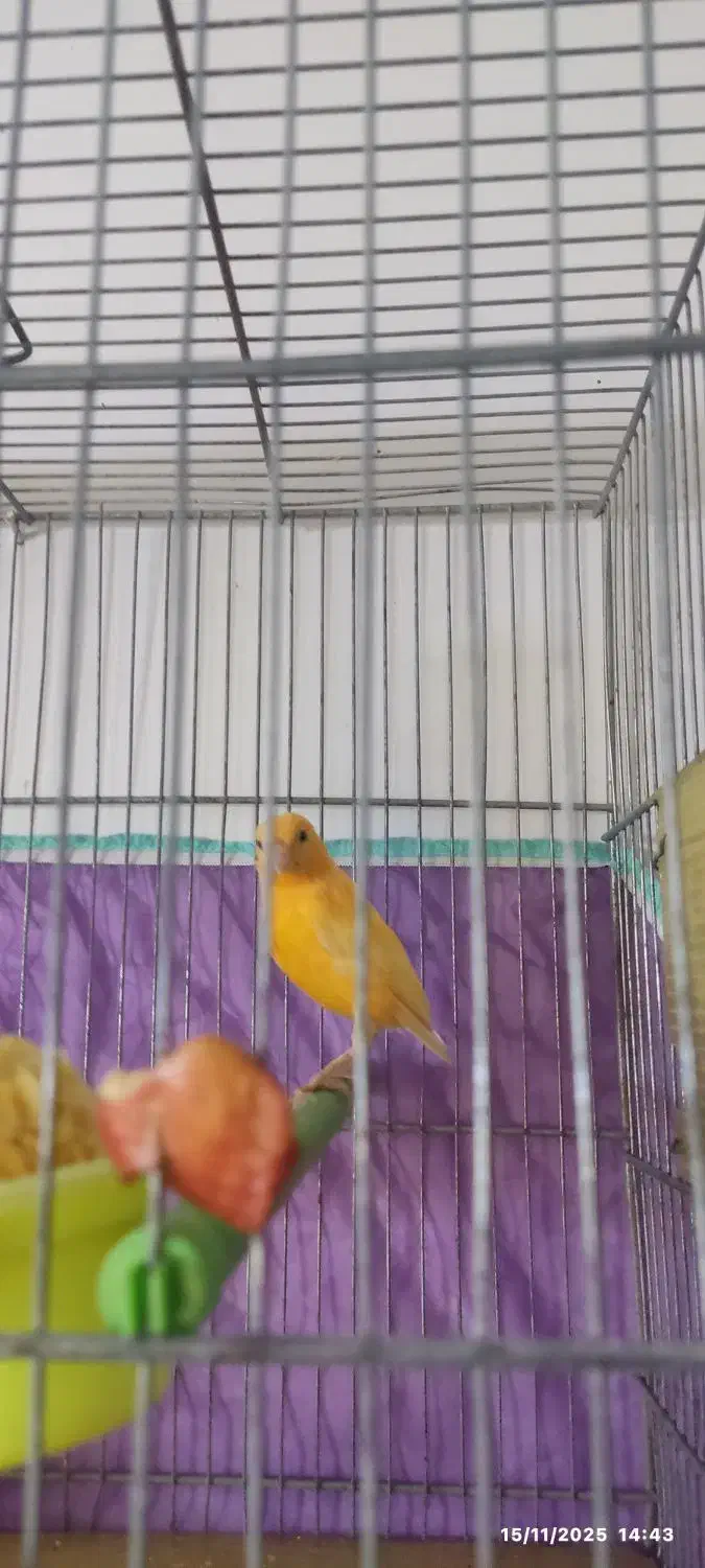 قناری پرتغالی نر تاز ه صاف کرده هر ز گاهی|پرنده|شیراز, شهرک مهرگان|دیوار