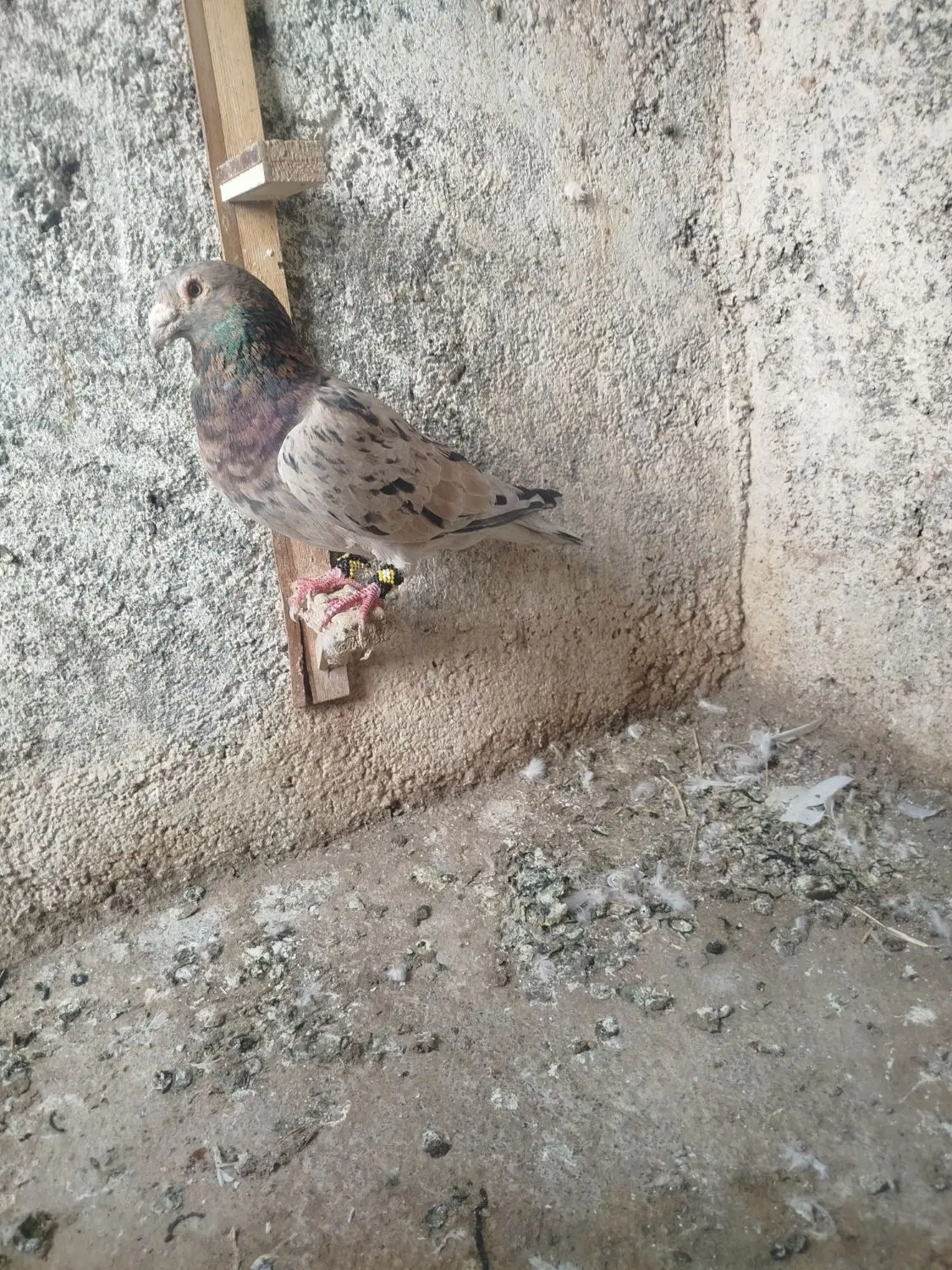 سرور و سفید|پرنده|تربت جام, یحیی آباد|دیوار