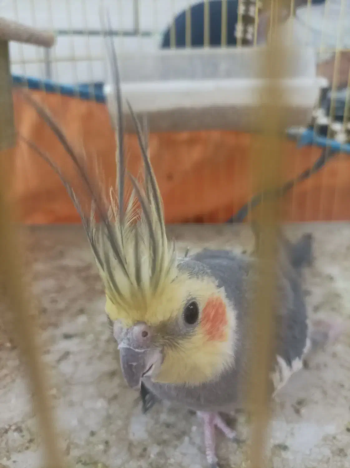 پرنده|پرنده|سوسنگرد, |دیوار