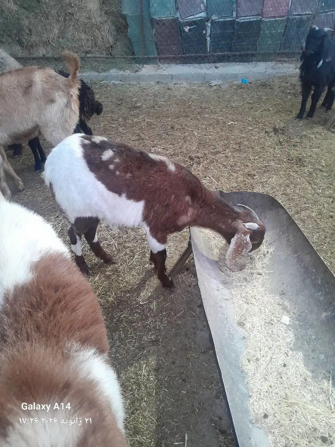 بز و نربز پاکستانی یا افغانی و دورگ|حیوانات مزرعه|جوادآباد, |دیوار