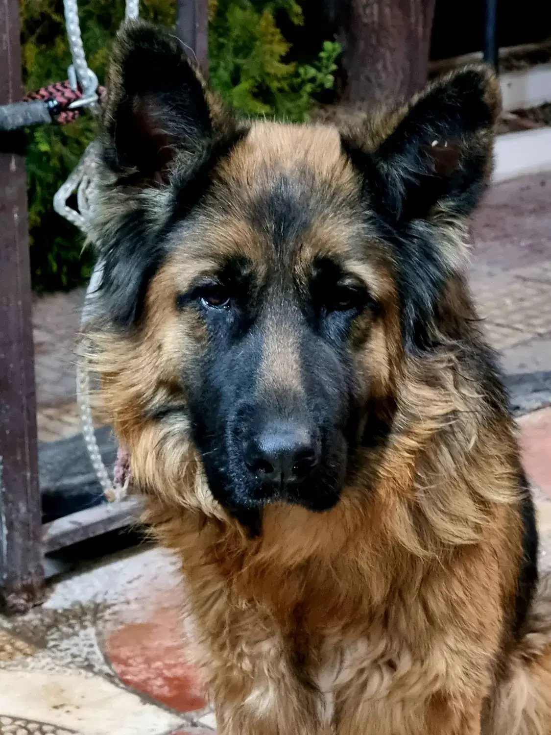 ژرمن وارداتی با مدارک مستند|سگ|ماهدشت, |دیوار