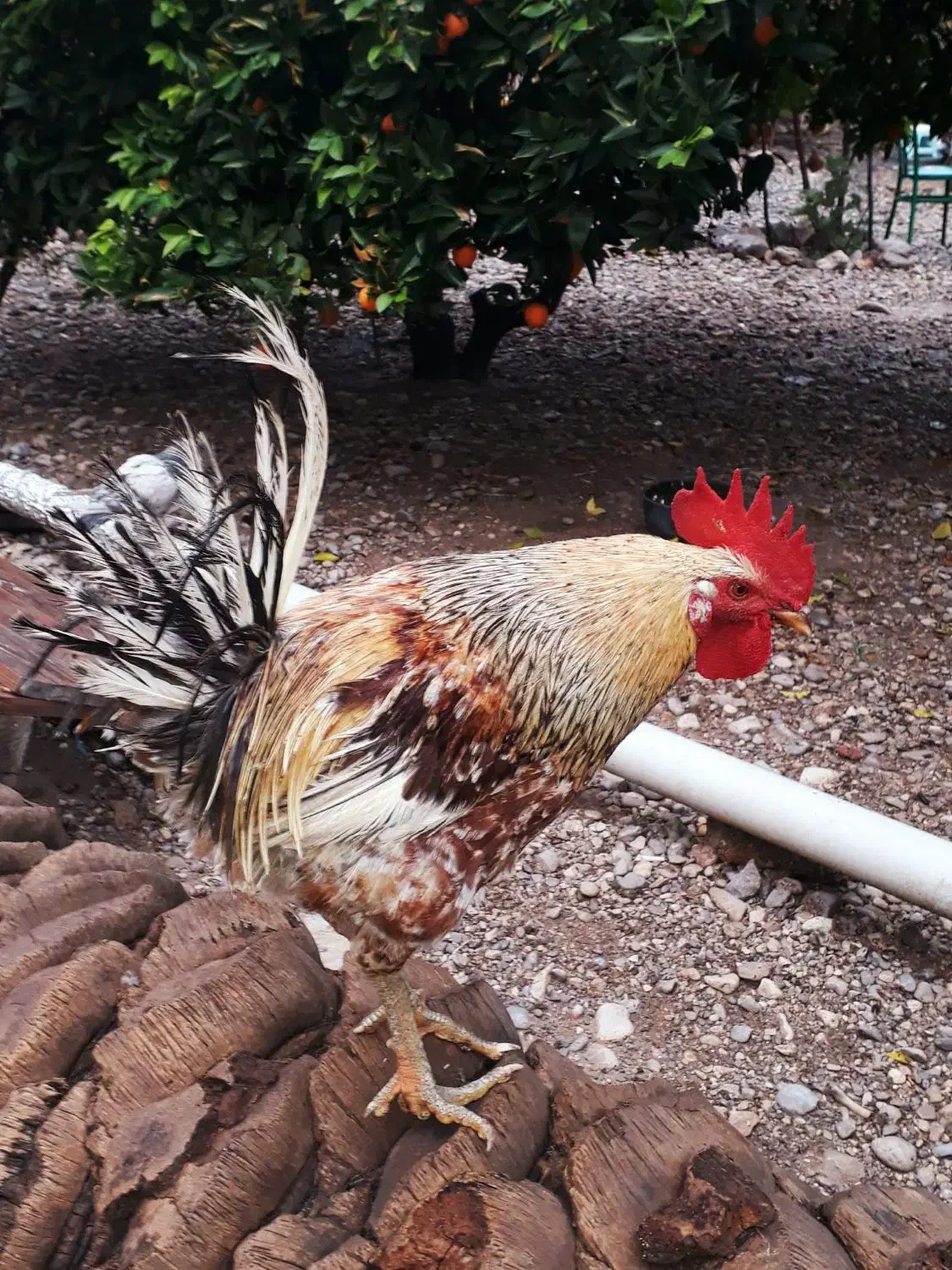 ۲ عدد خروس محلی کاملا سالم و جوان (باشت)|حیوانات مزرعه|باشت, |دیوار