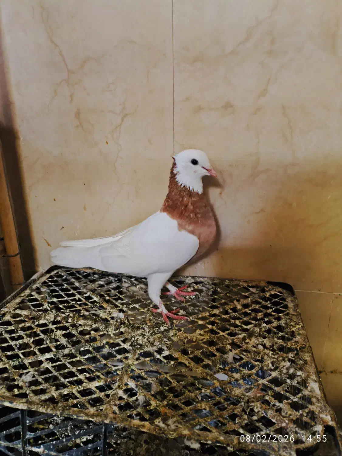 کبوتر طوقی|پرنده|سراوان, |دیوار