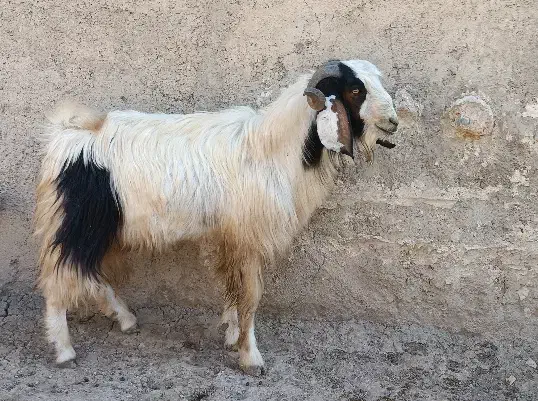 بز نر|حیوانات مزرعه|طرهان, |دیوار