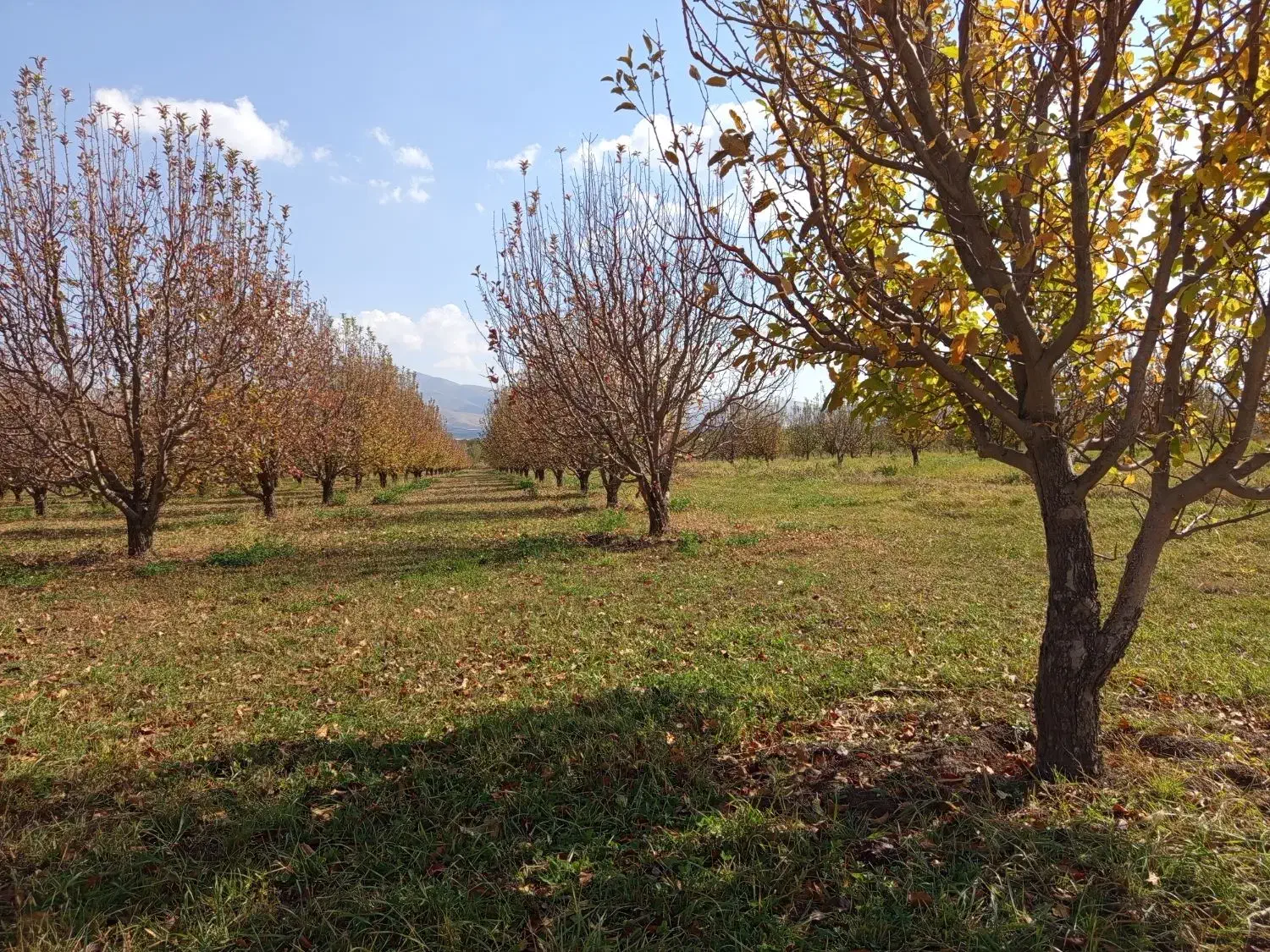 باغ سیب جوان، قابل معاوضه با واحد مسکونی یا تجاری|فروش زمین و ملک کلنگی|سیلوانه, |دیوار