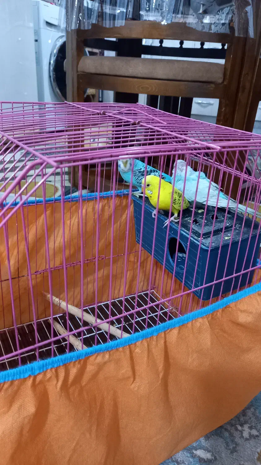 مرغ عشق|پرنده|نشتارود, |دیوار